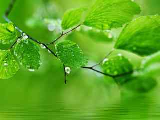 雨后绿色养眼植物高清桌面壁纸