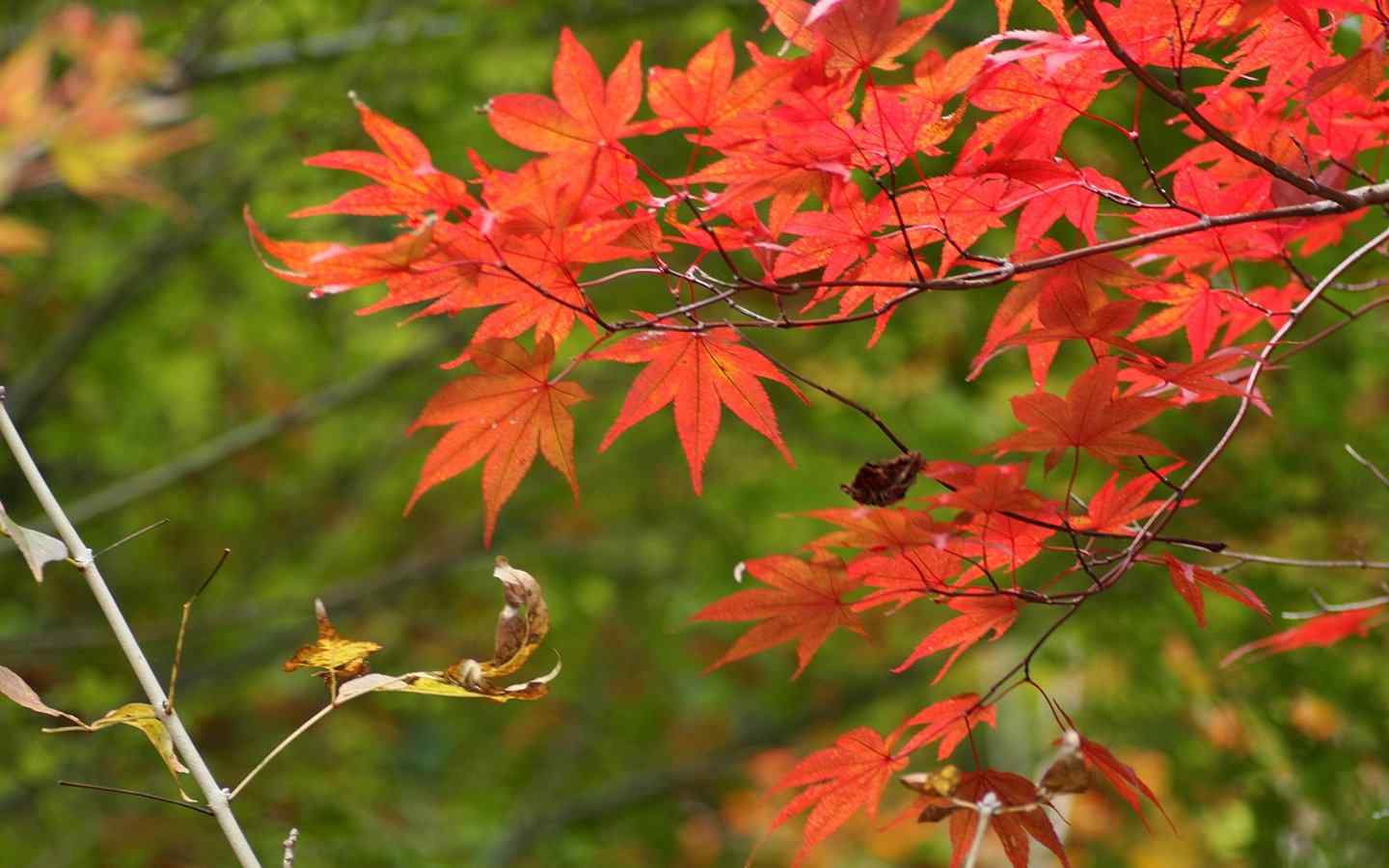 秋天的红叶桌面壁纸