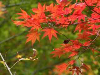 秋天的红叶桌面壁