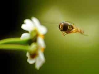 可爱的小蜜蜂蜂蜜