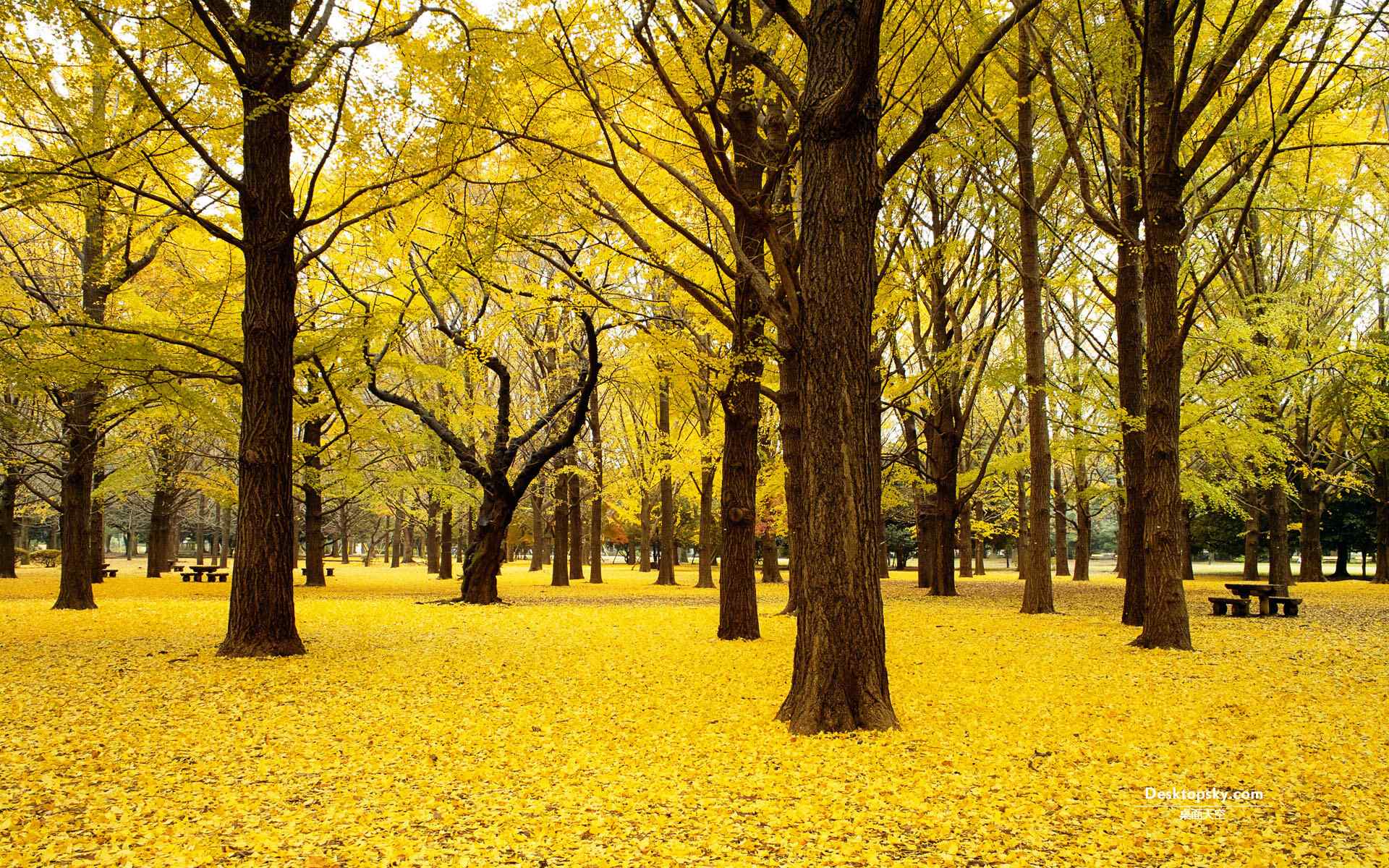 金黄的树叶图片壁纸