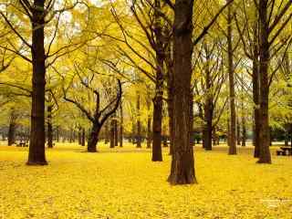 金黄的树叶图片壁纸