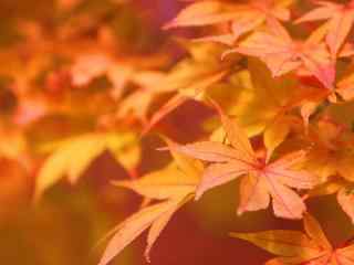 秋天的枫叶图片桌面壁纸