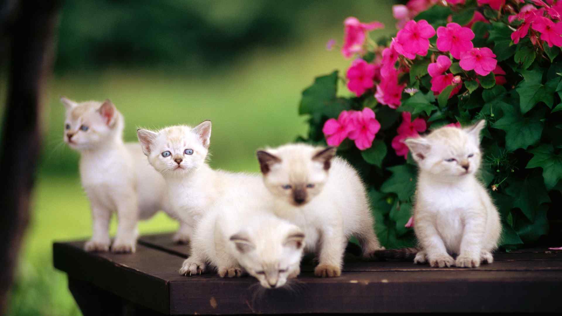 猫猫壁纸之白色小猫咪