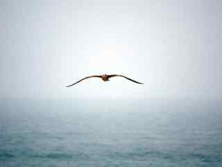1366x768壁纸之飞翔的海鸥