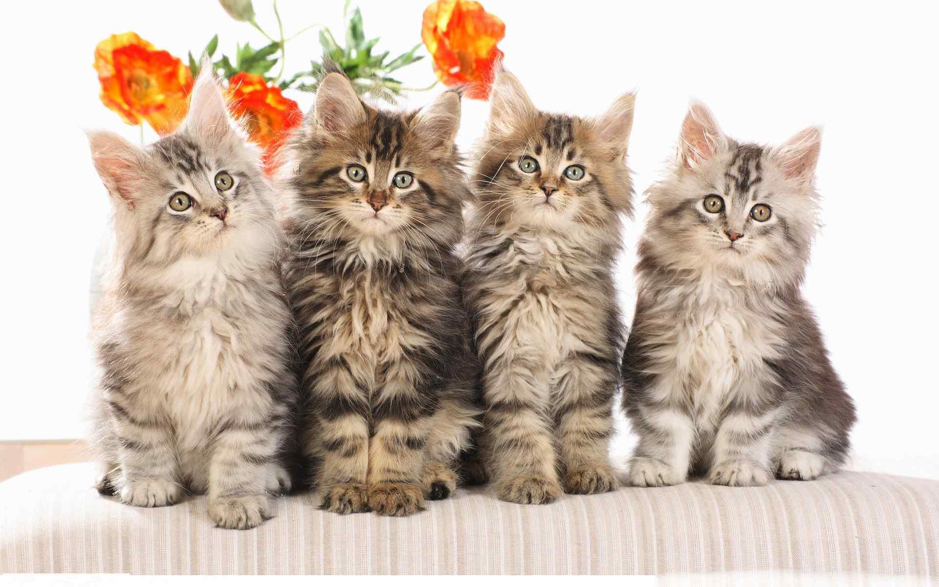 猫咪图片电脑壁纸之四只花猫