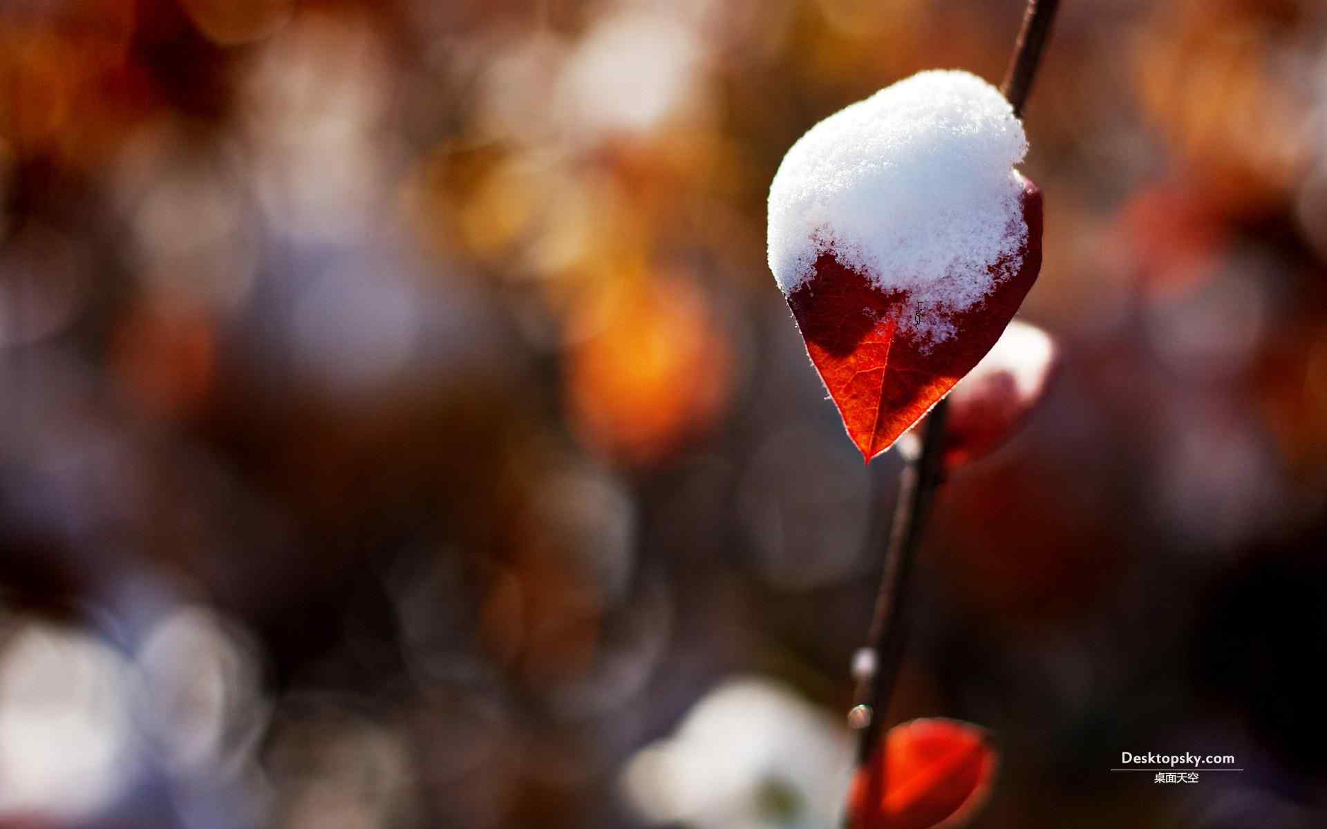 霜花下的红枫叶电脑壁纸