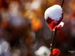 霜花下的红枫叶电
