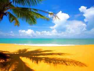 景色壁纸之椰树沙滩