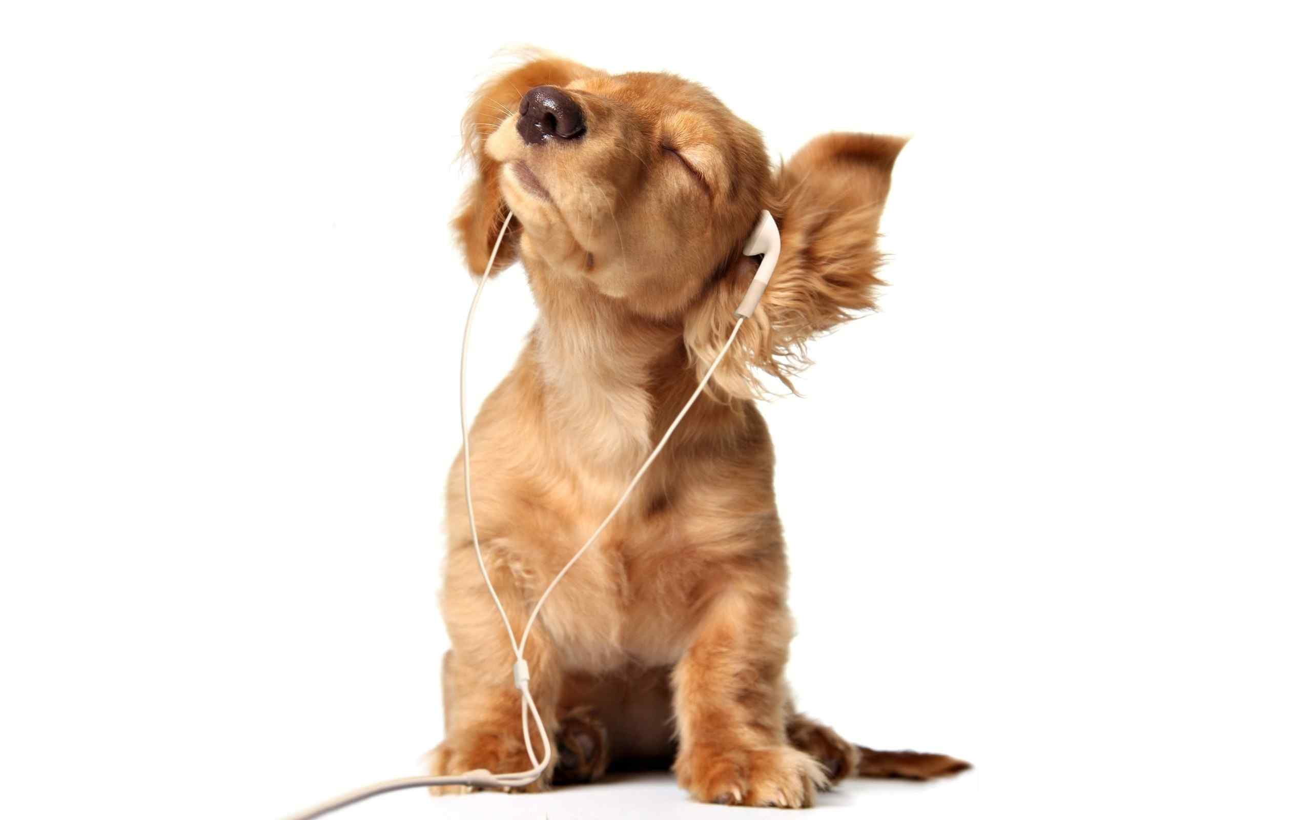 可爱狗狗桌面壁纸之听音乐