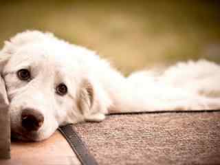 趴在台阶上的可爱白色狗狗桌面壁纸
