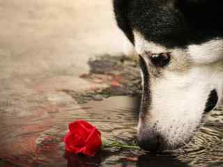 狗狗亲吻水中玫瑰