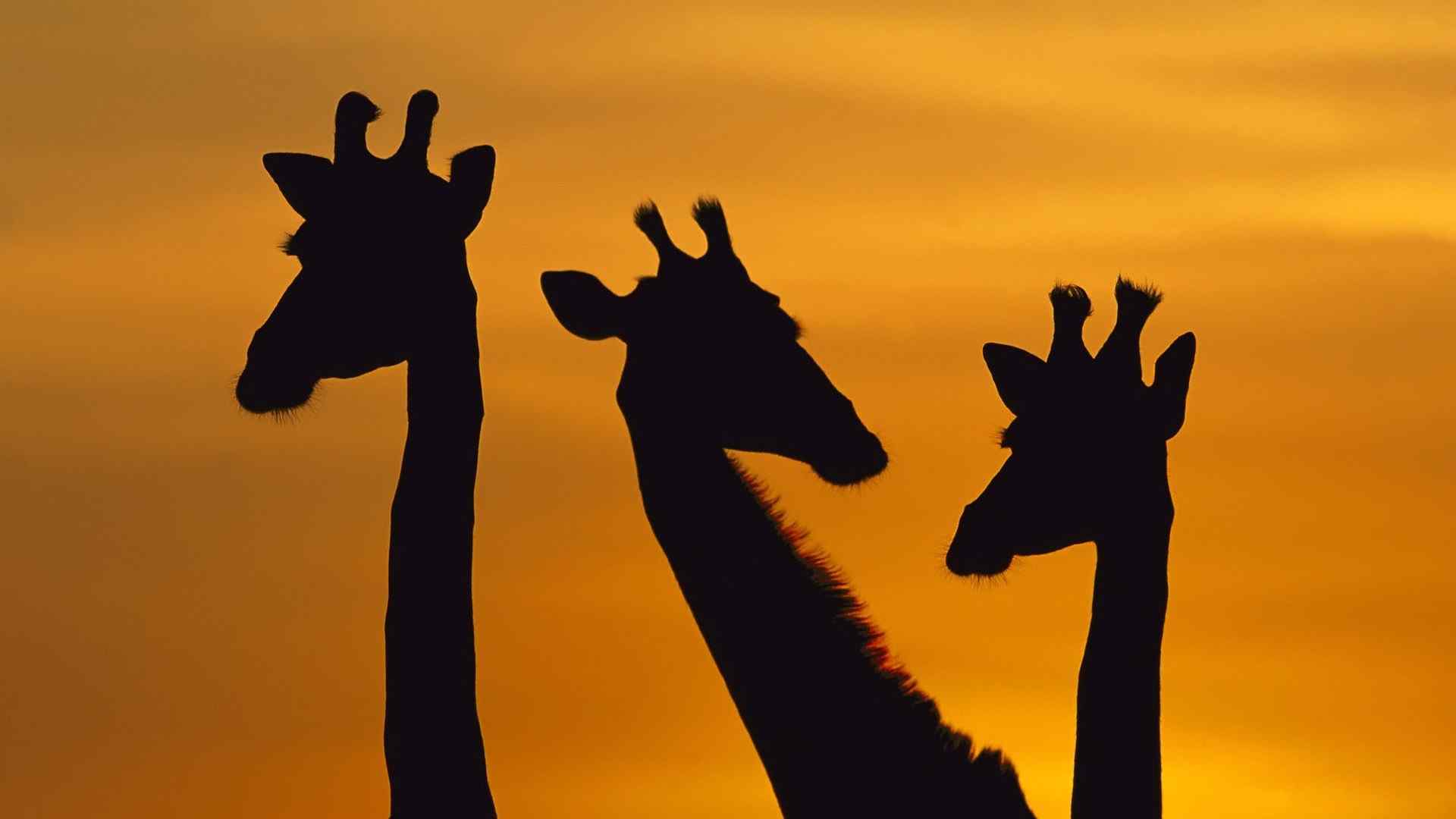 夕阳下的相亲相爱的长颈鹿一家人桌面壁纸