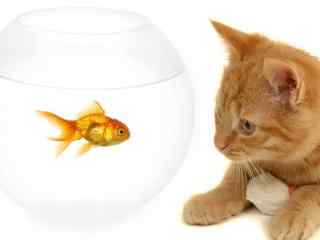观看鱼缸里小金鱼桌面壁纸之猫咪
