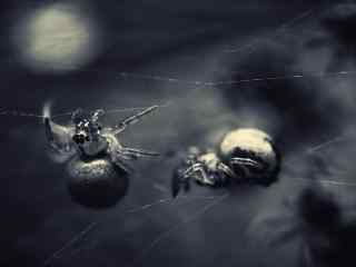黑暗中神奇的小家伙桌面壁纸之蜘蛛