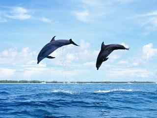 海豚在海中游泳高