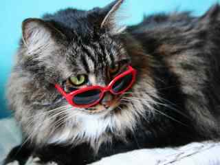戴着红色眼镜的猫图片桌面壁纸
