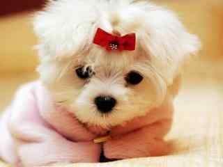 粉色小狗可爱姑娘
