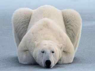 北极熊变身赛车图