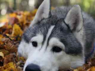 趴在树叶丛中的可爱狗狗桌面壁纸