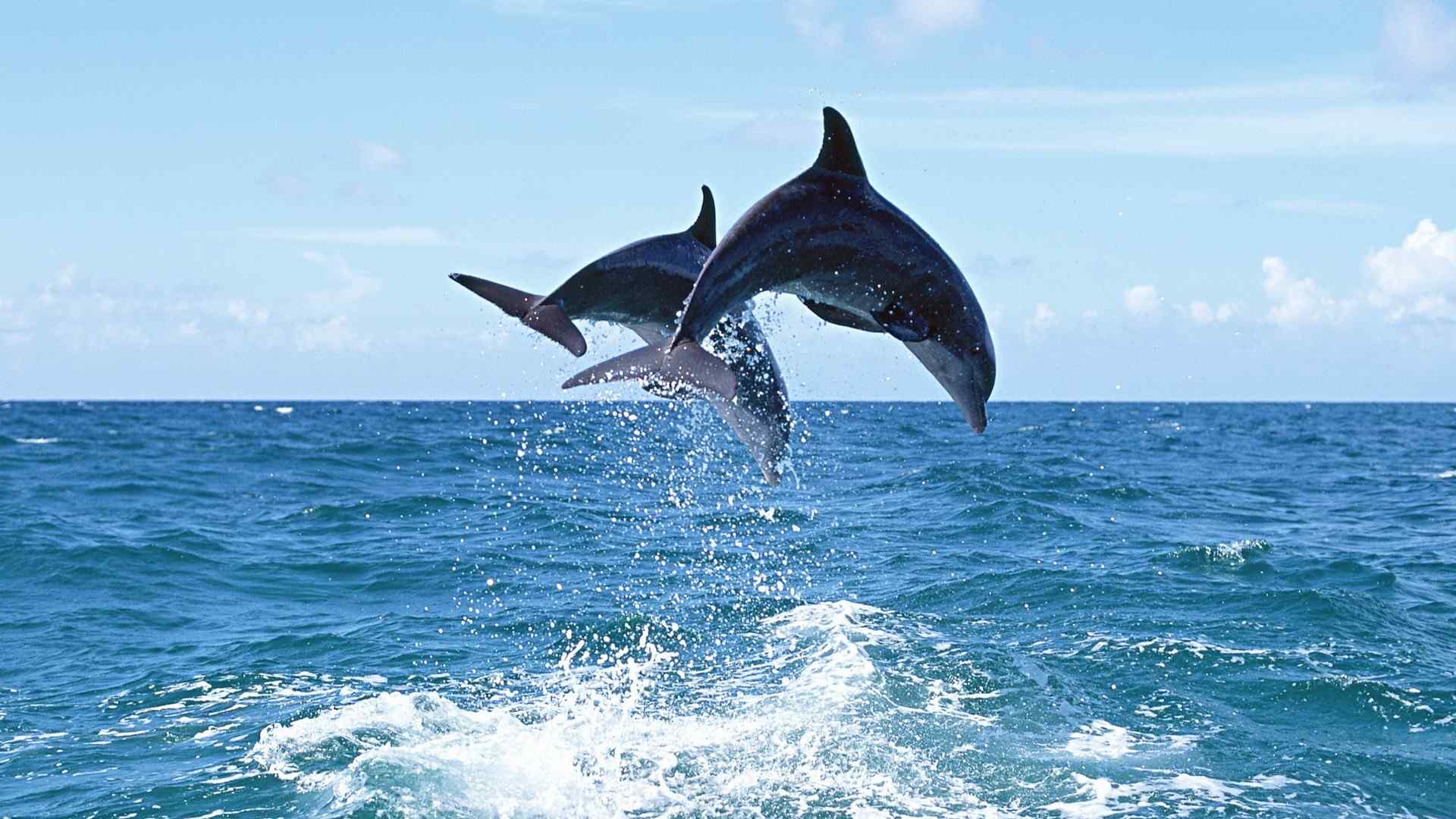 蔚蓝大海两只跳跃的海豚桌面壁纸