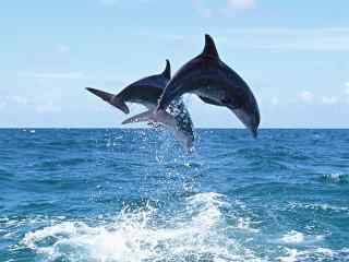 蔚蓝大海两只跳跃的海豚桌面壁纸