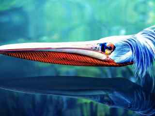 水面上红嘴鹈鹕蓝色羽毛桌面壁纸