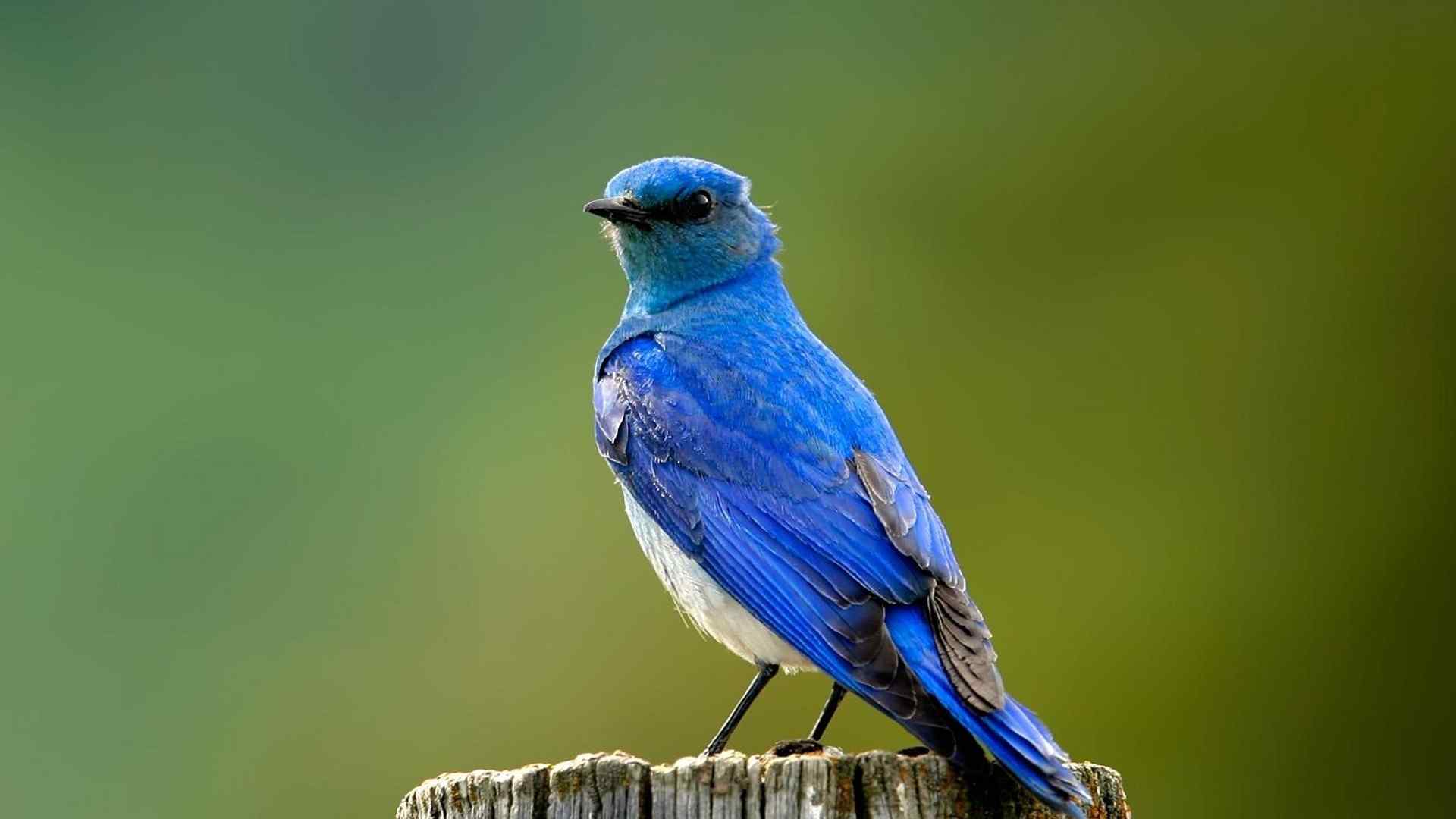 站在木桩上休息的蓝色小鸟桌面壁纸