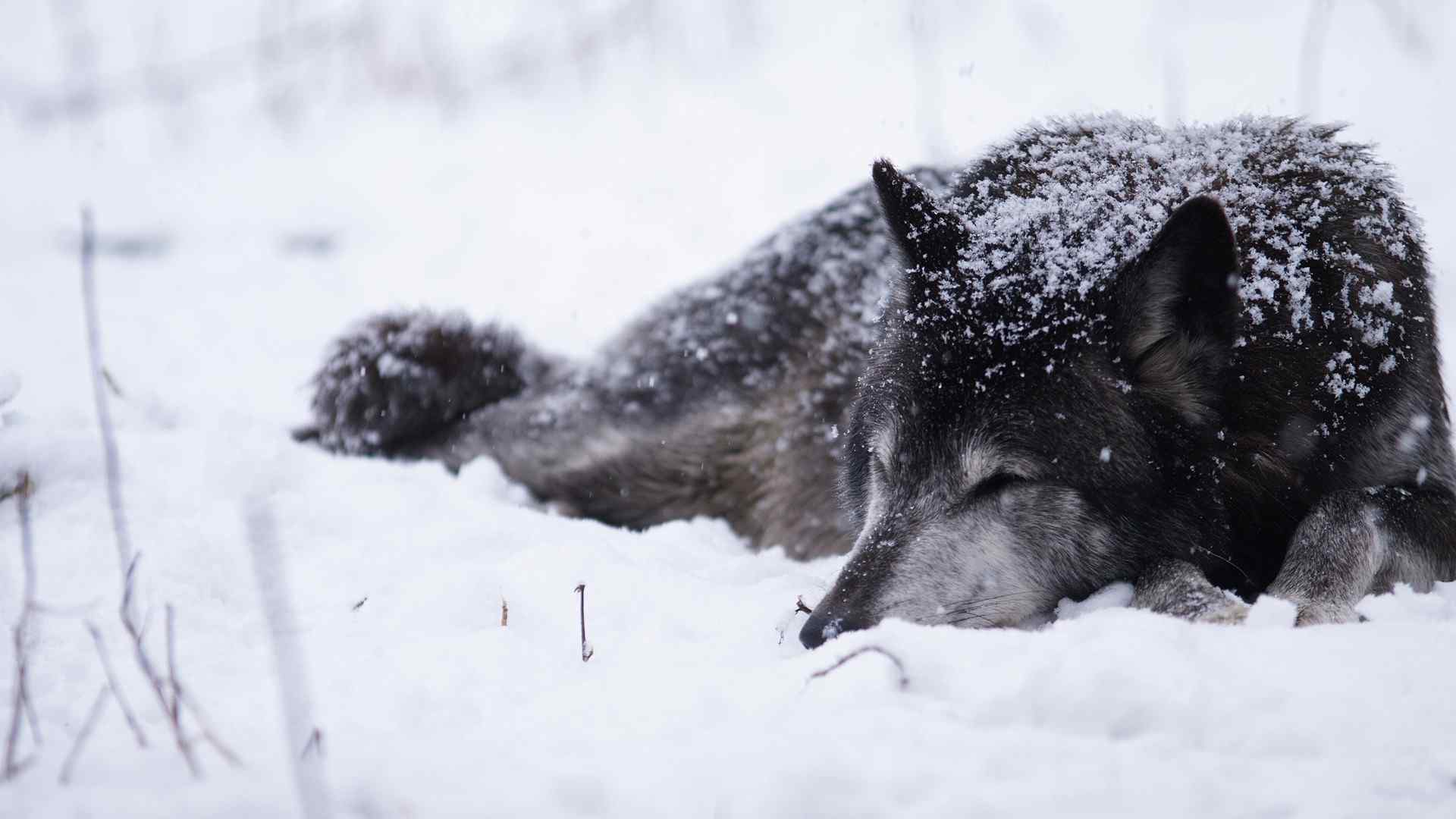 雪山里的狼动物高清图片素材-编号27766998-图行天下