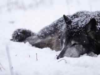 躺在雪地里睡觉的狼桌面壁纸