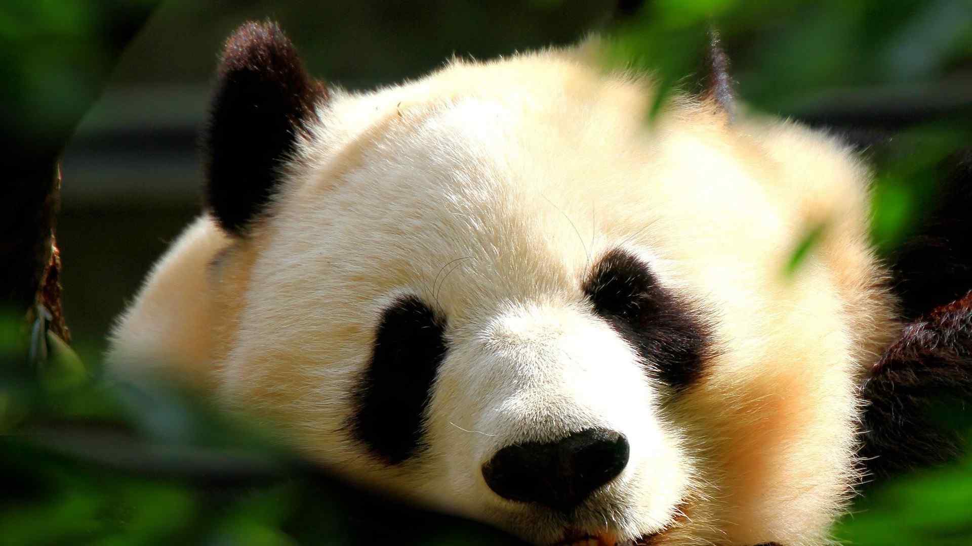 睡觉的国家保护动物大熊猫桌面壁纸