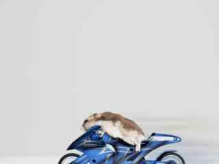 勇敢老鼠骑摩托车桌面壁纸