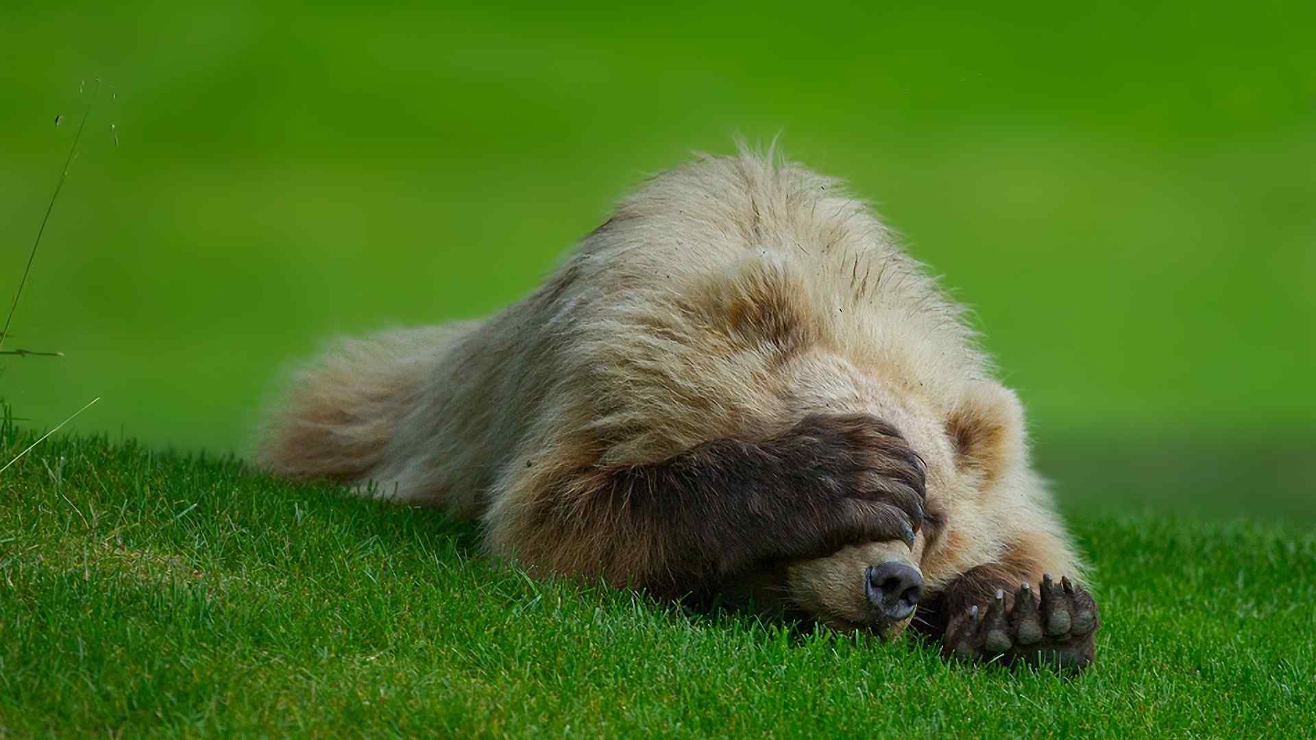 趴在草地上遮住双眼害羞的熊桌面壁纸