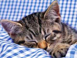 躺在格子布上酣睡的小猫咪电脑壁纸