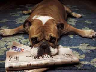 趴在地上看报纸的狗狗桌面壁纸