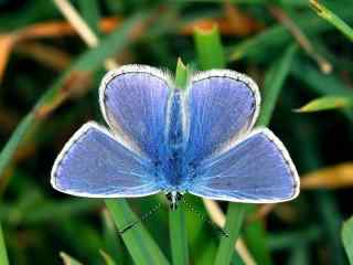 落在绿叶上停息的蓝色蝴蝶桌面壁纸