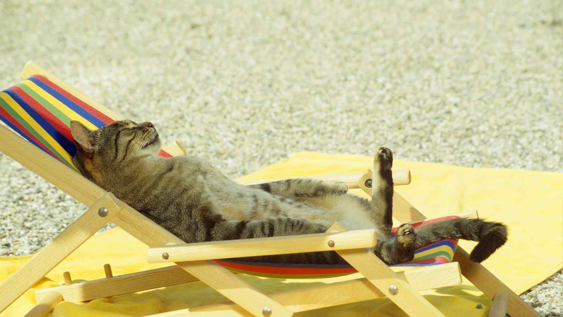 沙滩上晒日光浴的猫咪桌面壁纸
