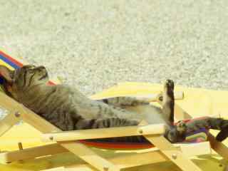 沙滩上晒日光浴的猫咪桌面壁纸