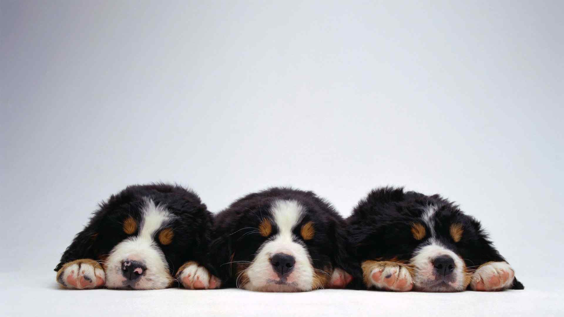 三胞胎狗狗一起睡觉桌面壁纸