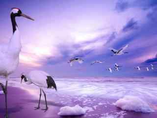 紫色天空美丽湖边的美丽丹顶鹤桌面壁纸