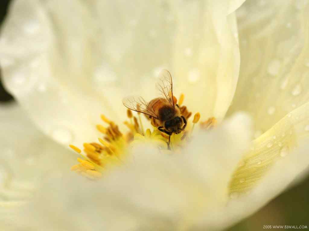 花色大花朵中忙着采蜜的小蜜蜂桌面壁纸