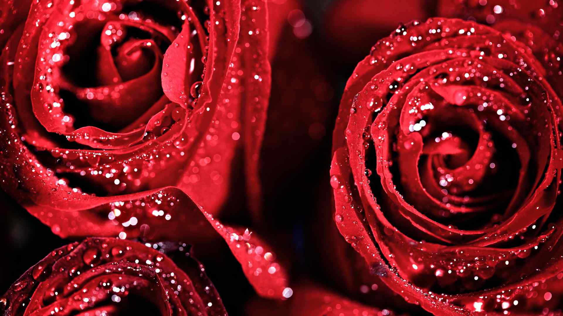 滴满水珠的鲜红浪漫玫瑰高清桌面壁纸
