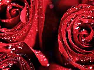 滴满水珠的鲜红浪漫玫瑰高清桌面壁纸