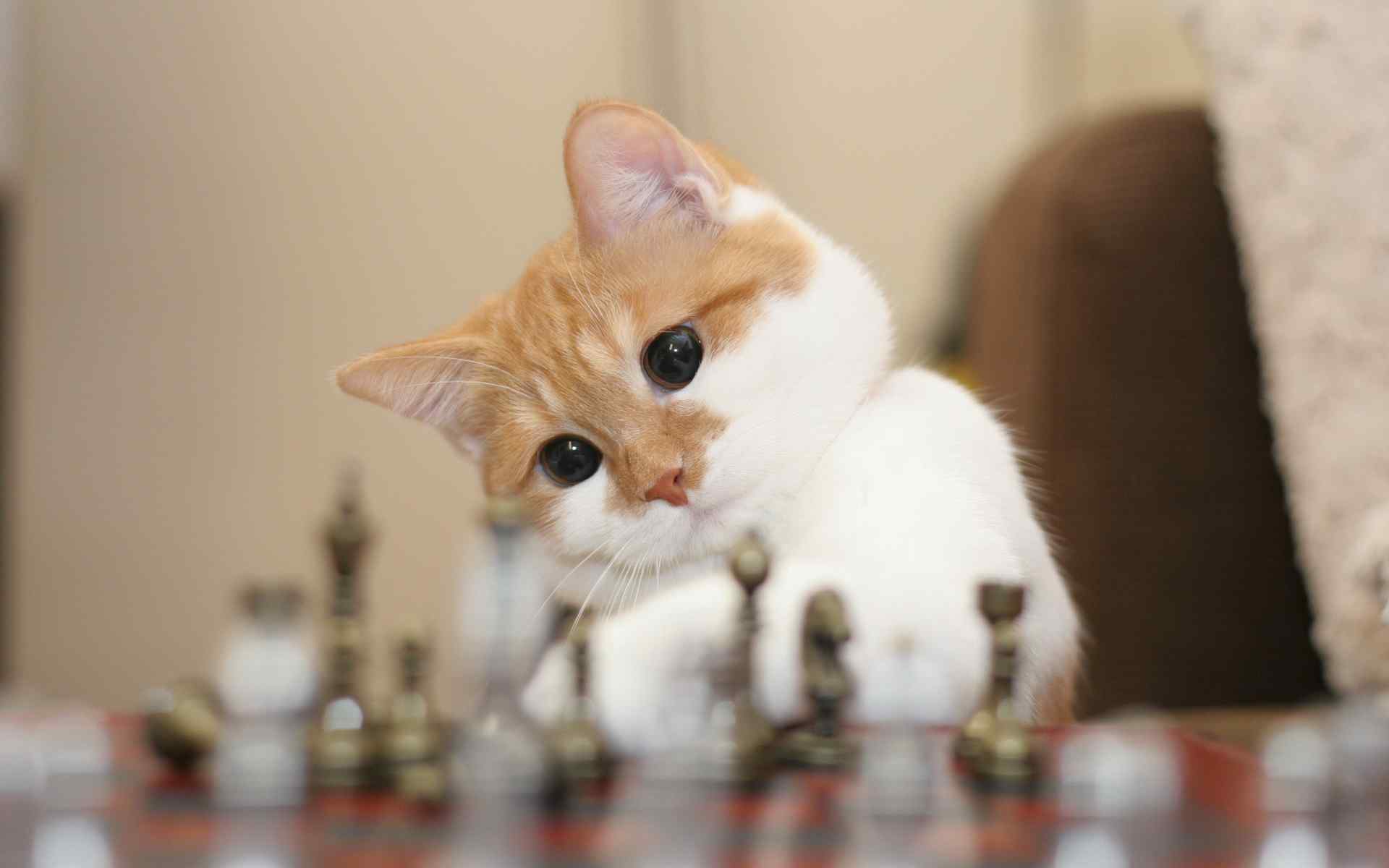 可爱的猫咪研究国际象棋高清桌面壁纸