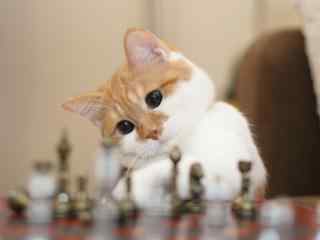 可爱的猫咪研究国际象棋高清桌面壁纸