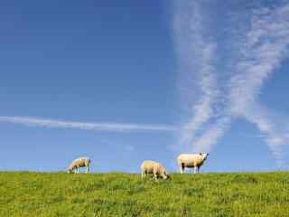 绿色草地上悠闲吃草的山羊高清桌面壁纸