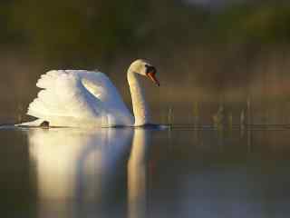 湖面上觅食的白鹅