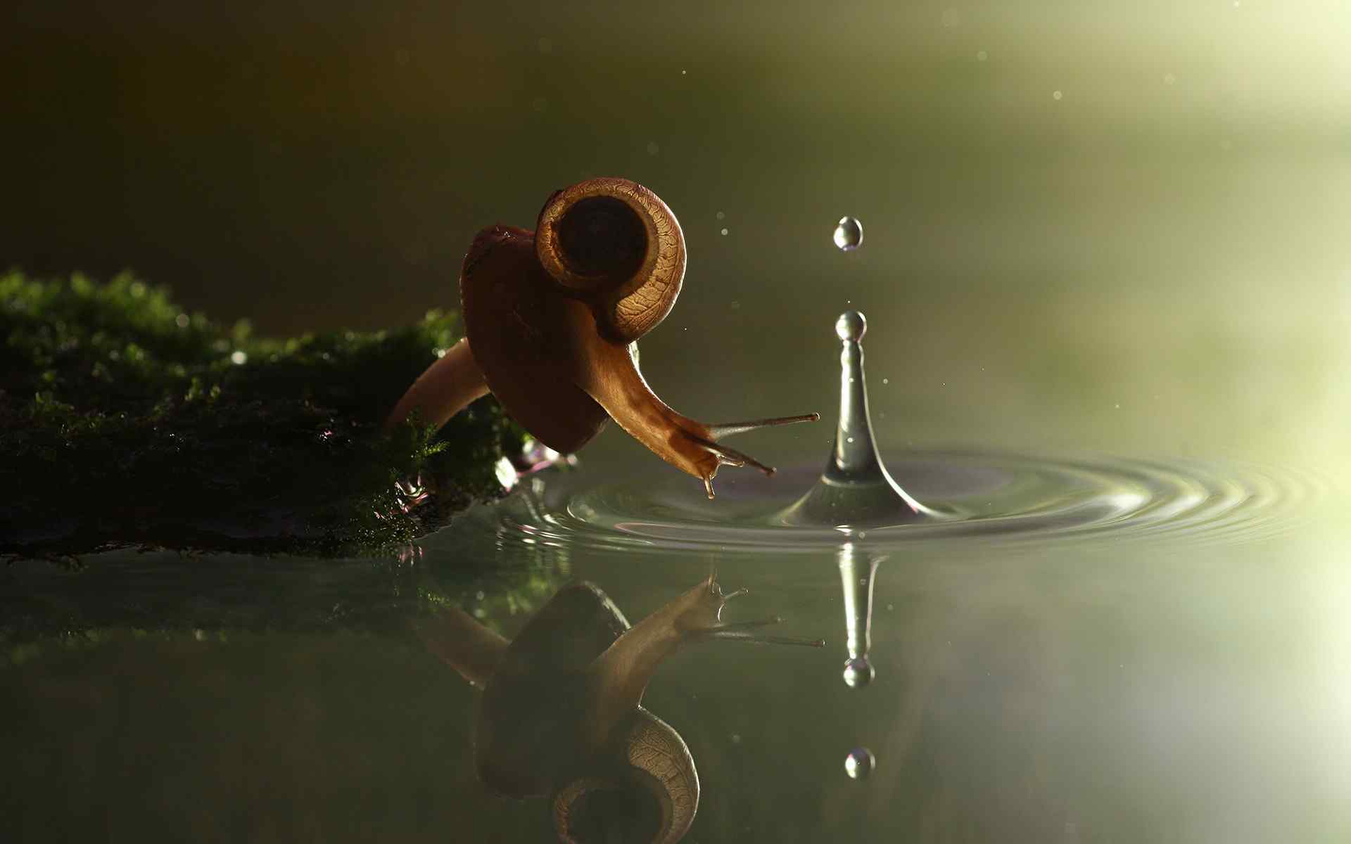 可爱的小蜗牛与水滴高清桌面壁纸