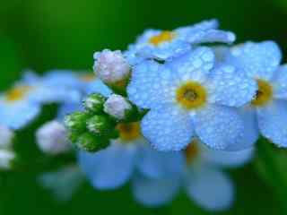 蓝色的小花精致的