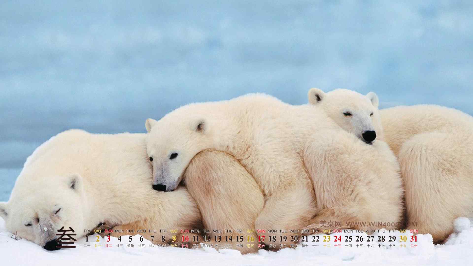 精选北极熊卖萌超级可爱桌面壁纸